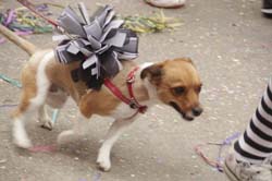 carnaval-patra-20123885